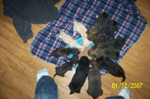 allthe6weekoldpupssayingsuppertimewoohoo.jpg