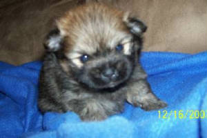 ashleyspomboy2awwwwwwwwwwww.jpg