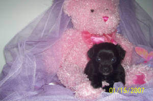 candyslcblkfemalepupss.jpg