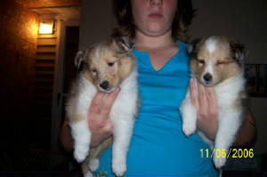 sheltiesboyandgirl.jpg