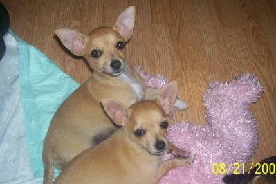 babyprincessandcodybrother.jpg