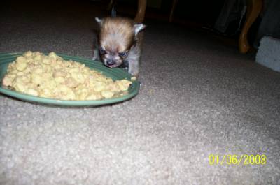 miraclefirsttasteofwetfood4weeksold.jpg