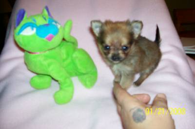 miraclegirlmybaby6weeksoldsotiny.jpg